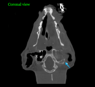 coronal_mobile_paws.jpeg.png