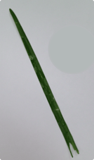 grass_blade_305x518.png